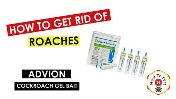 How To Get Rid of Cockroaches - How To Use Advion Cockroach Gel Bait- HowToPest.com