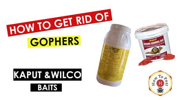 How To Get Rid of Gophers - How To Use Kaput and Wilco Gopher Baits - HowToPest.com
