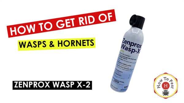 How To Get Rid of Wasps and Hornets - How To Use Zenprox Wasp-X - HowToPest.com