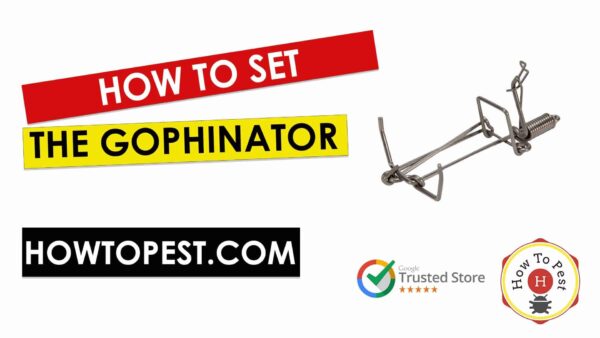 How To Set The Gophinator Gopher Trap- HowToPest.com