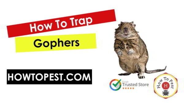 How To Trap Gophers - HowToPest.com