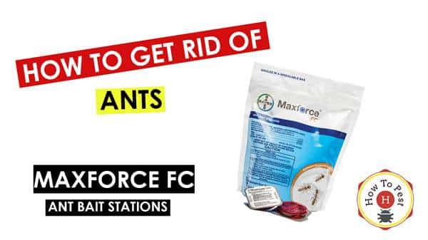 How To Get Rid of Ants - How To Use Maxforce FC Ant Bait Stations - HowToPest.com